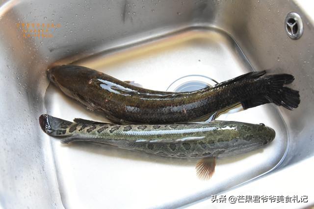 美味三道鳞，解锁家常鱼肴的绝妙做法,三道鳞的做法