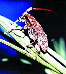 探索数字世界的奥秘，红五图库、天牛与97654的奇幻之旅红五图库天牛图库天97654今天彩报